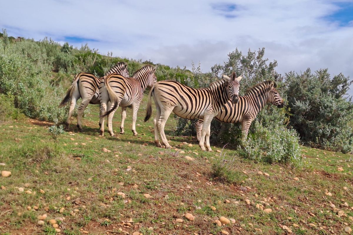 A view of a grassy, sloped landscape featuring wild zebras in a natural, undeveloped setting.