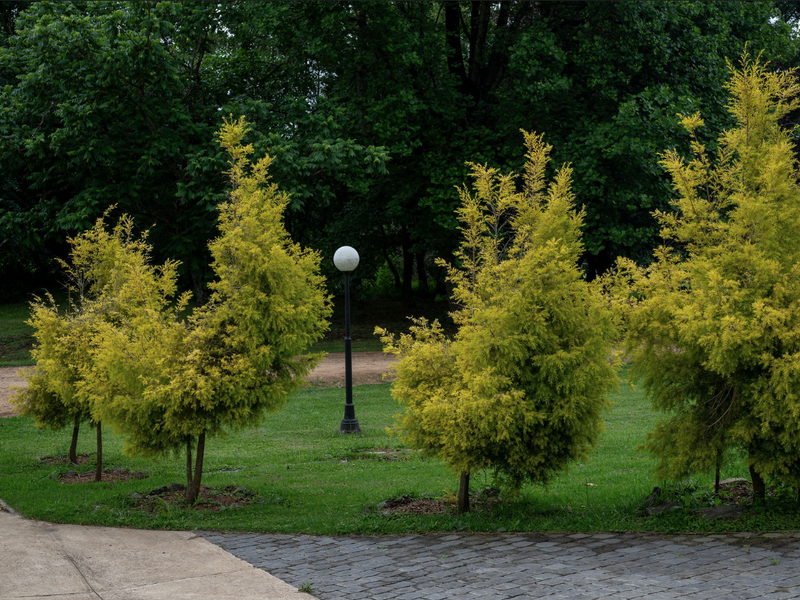 A well-maintained garden area featuring mature ornamental trees, a central lamp post, and a paved driveway entrance.
