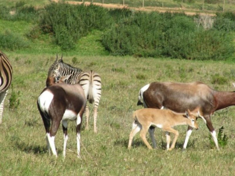 A view of wildlife in a natural field setting, not depicting any residential property features or infrastructure.