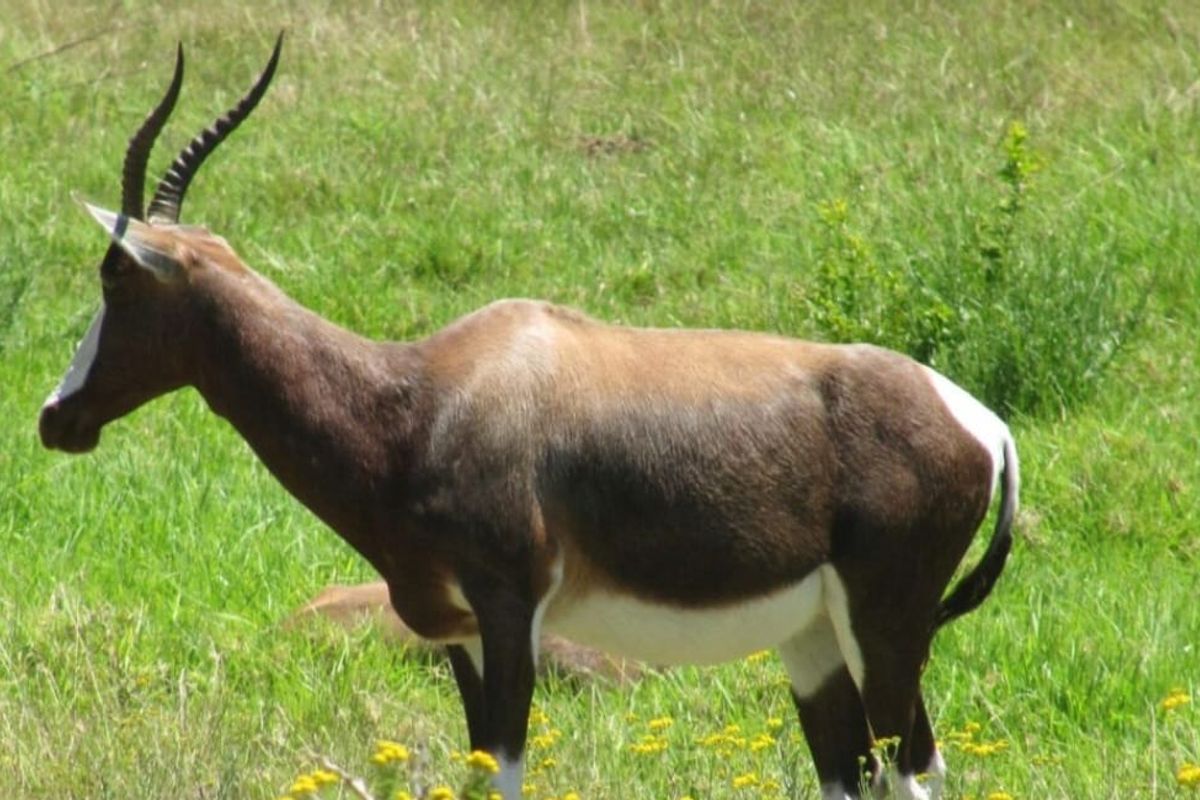An image of a blesbok antelope in a grassy field, which does not depict any real estate property features.