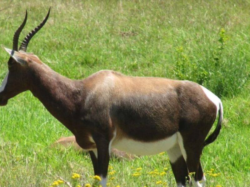 An image of a blesbok antelope in a grassy field, which does not depict any real estate property features.