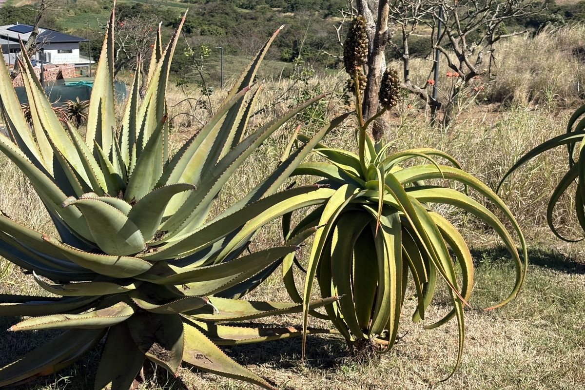 A view of established indigenous aloe plants situated on a vacant residential plot with natural landscape surroundings.