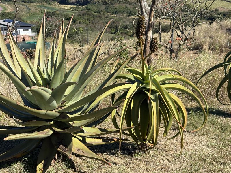 A view of established indigenous aloe plants situated on a vacant residential plot with natural landscape surroundings.