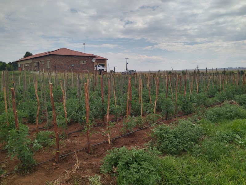 A view of the rear of the brick farmhouse overlooking a cultivated agricultural plot with an established irrigation system and crop support structures.