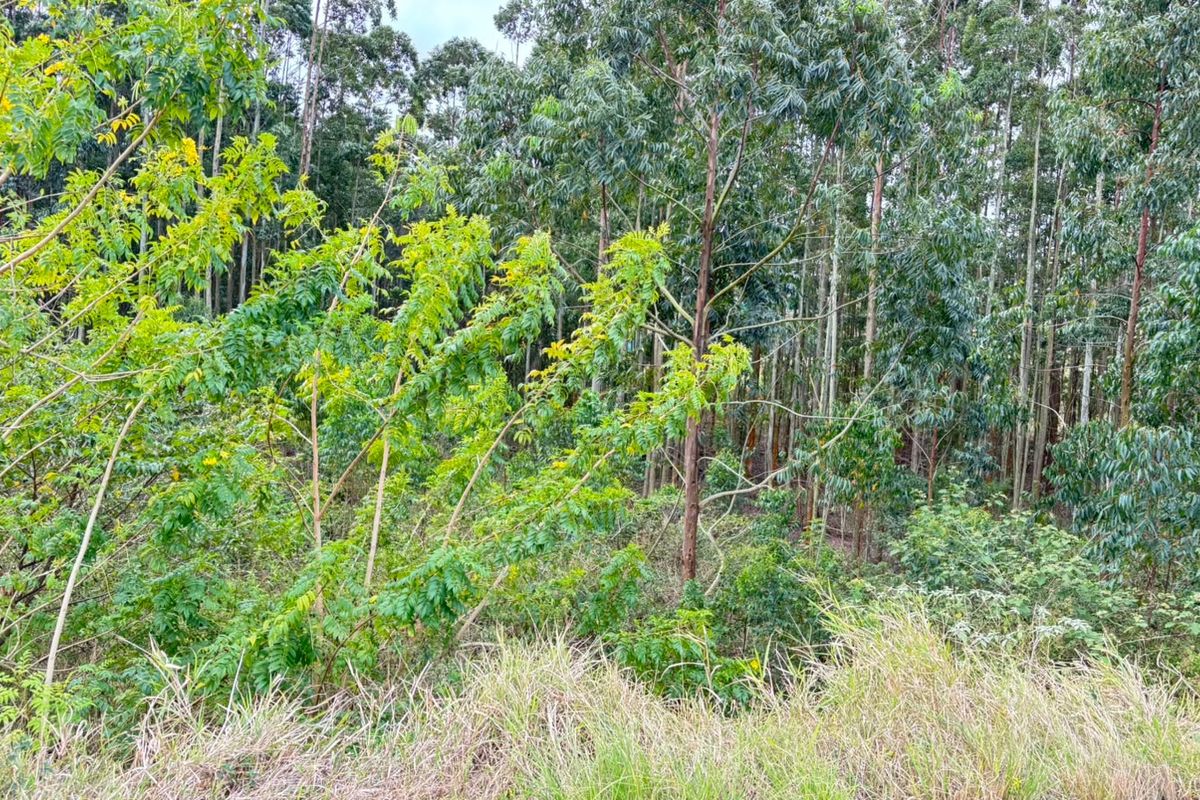 A view of the natural landscape featuring dense mature trees and native vegetation on the residential property.