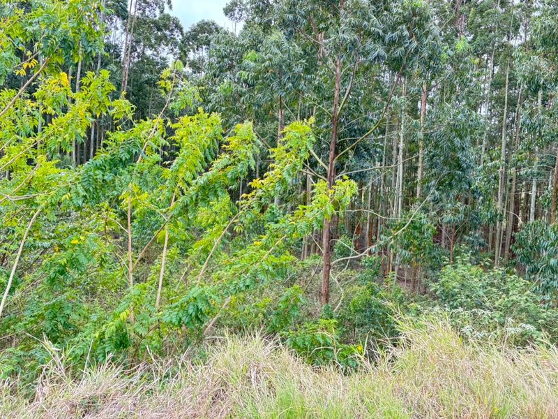 A view of the natural landscape featuring dense mature trees and native vegetation on the residential property.
