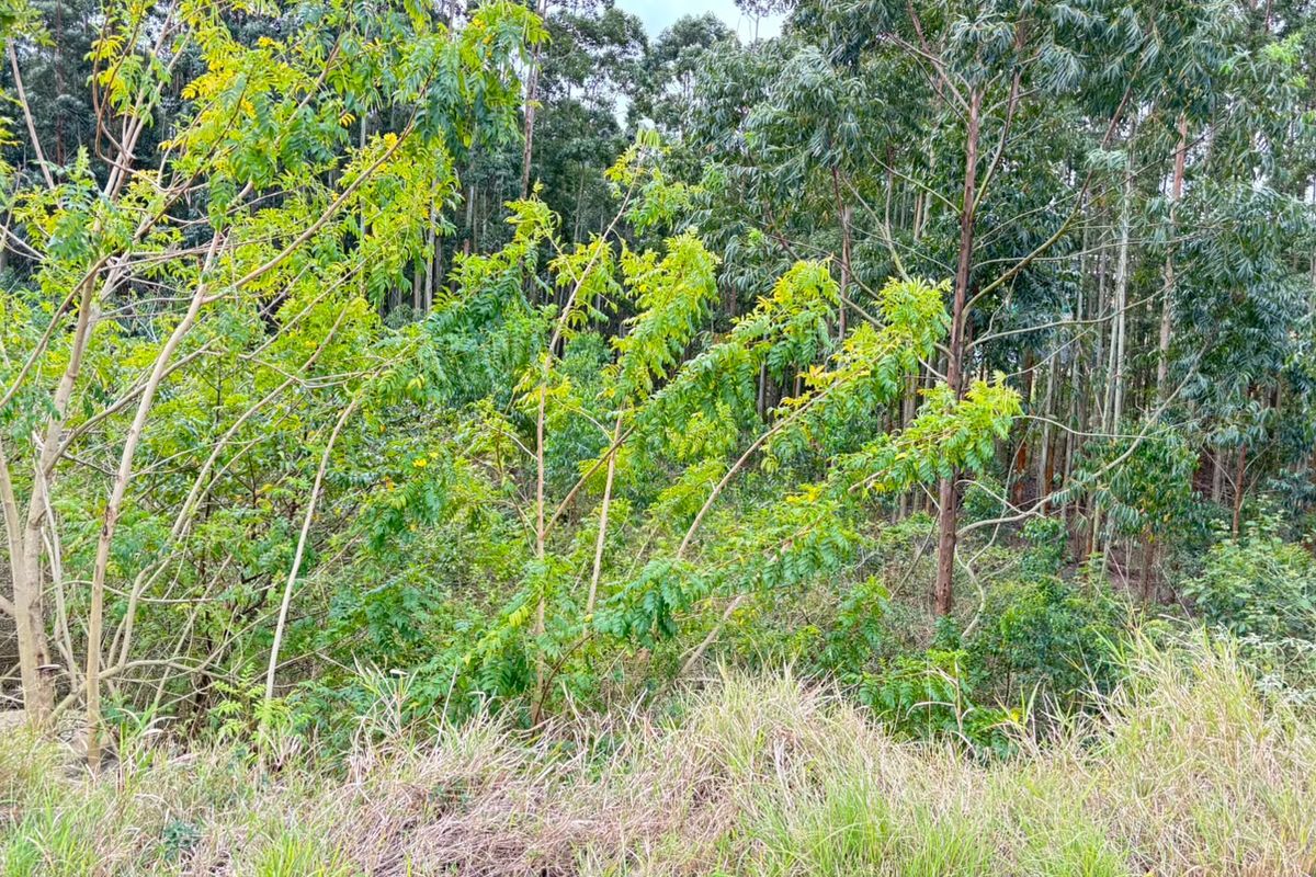 A view of the natural landscape featuring dense native vegetation and mature trees on the residential property.