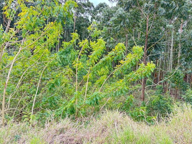 A view of the natural landscape featuring dense native vegetation and mature trees on the residential property.