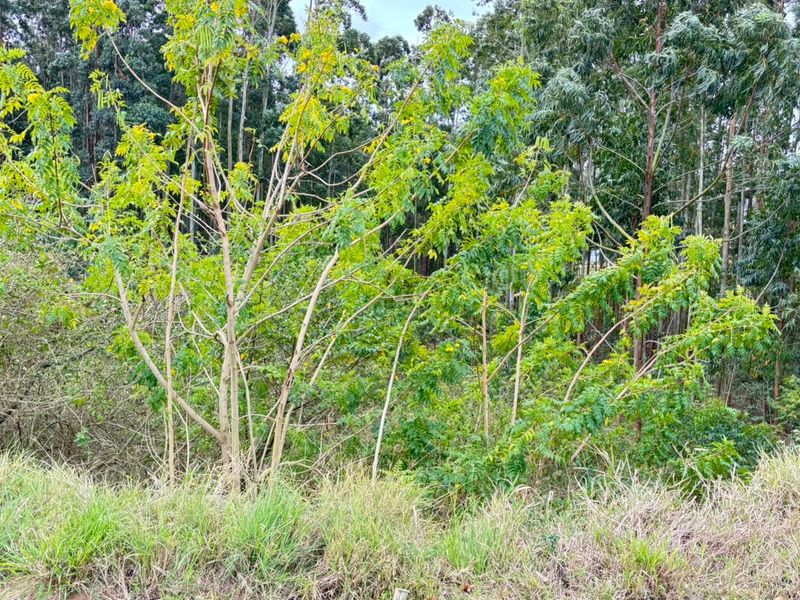 A view of the natural vegetation and mature trees located on the residential vacant land plot.