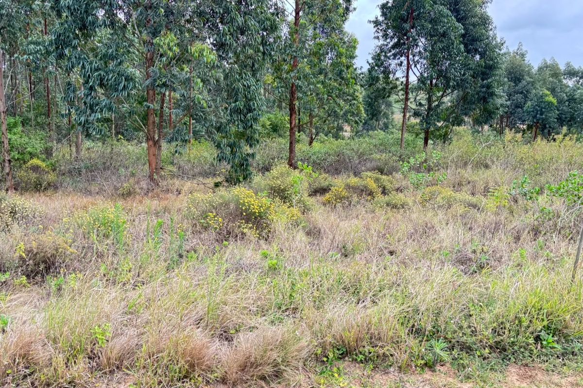 A view of a vacant residential plot featuring natural vegetation and mature trees, offering a blank canvas for future development.