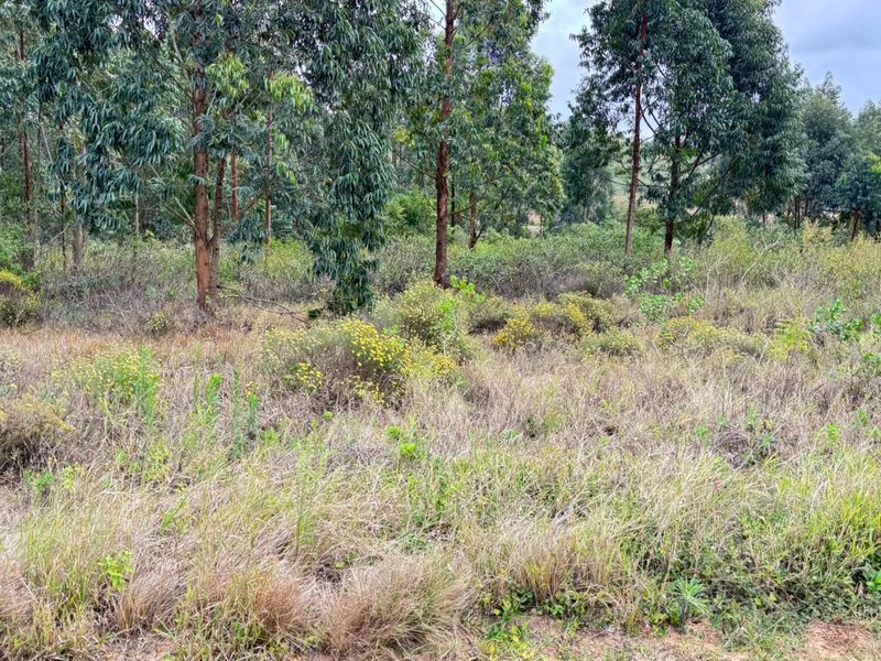 A view of a vacant residential plot featuring natural vegetation and mature trees, offering a blank canvas for future development.