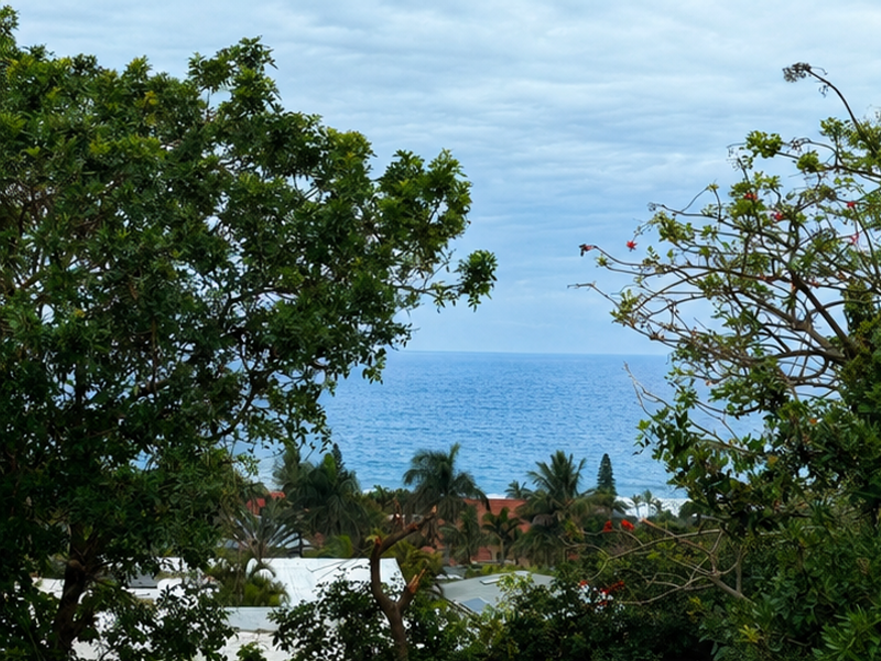 A scenic view of the ocean framed by lush trees and surrounding coastal vegetation.