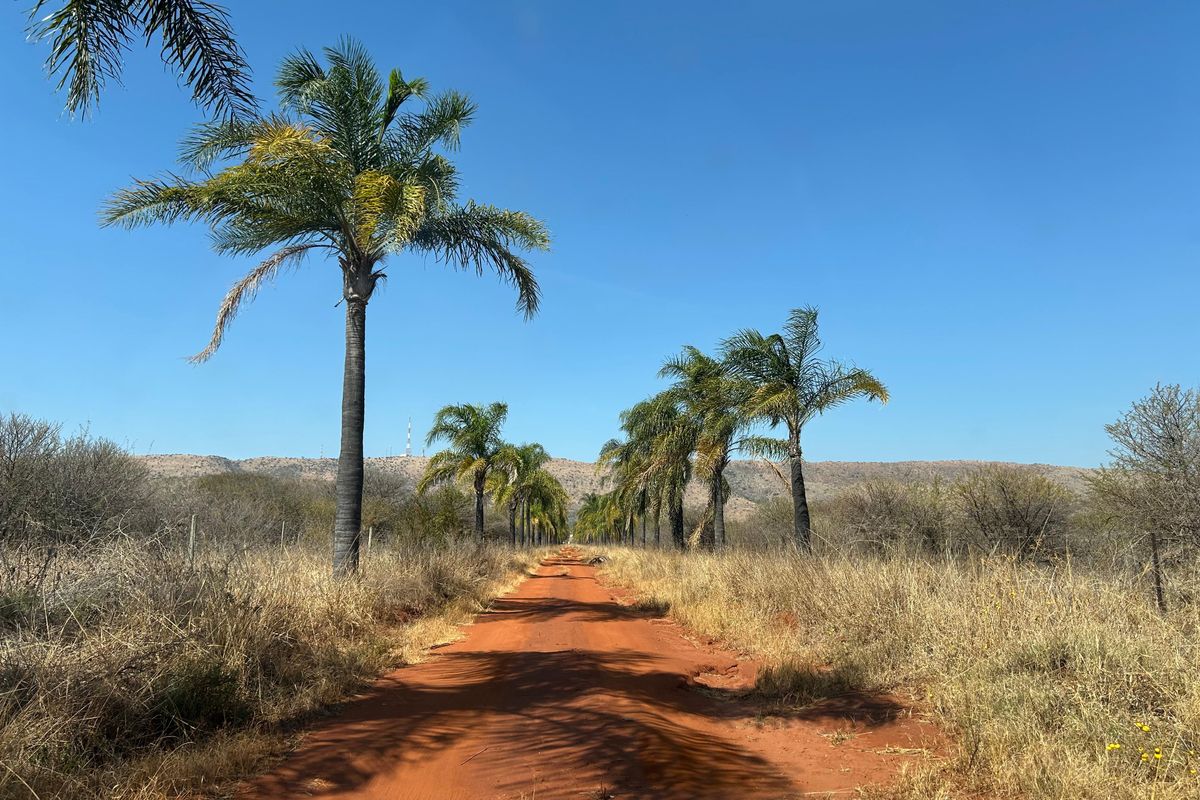 A scenic dirt access road lined with mature palm trees leading through the farm landscape under a clear blue sky.