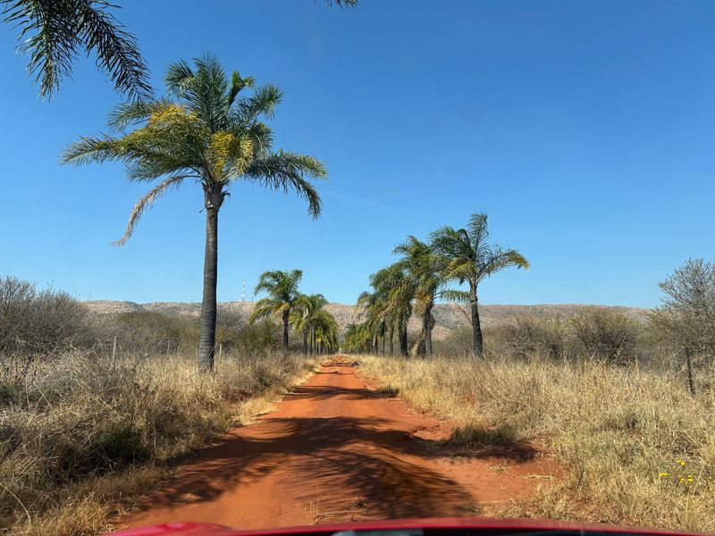 A scenic dirt access road lined with mature palm trees leading through the farm landscape under a clear blue sky.