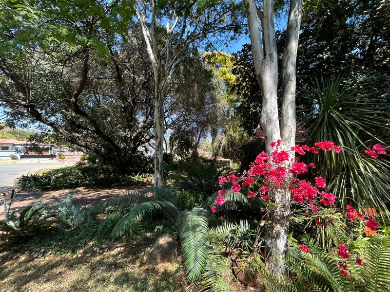 A lush, well-established garden featuring mature trees, vibrant bougainvillea, and a paved driveway area, providing a natural and private street-facing outlook.