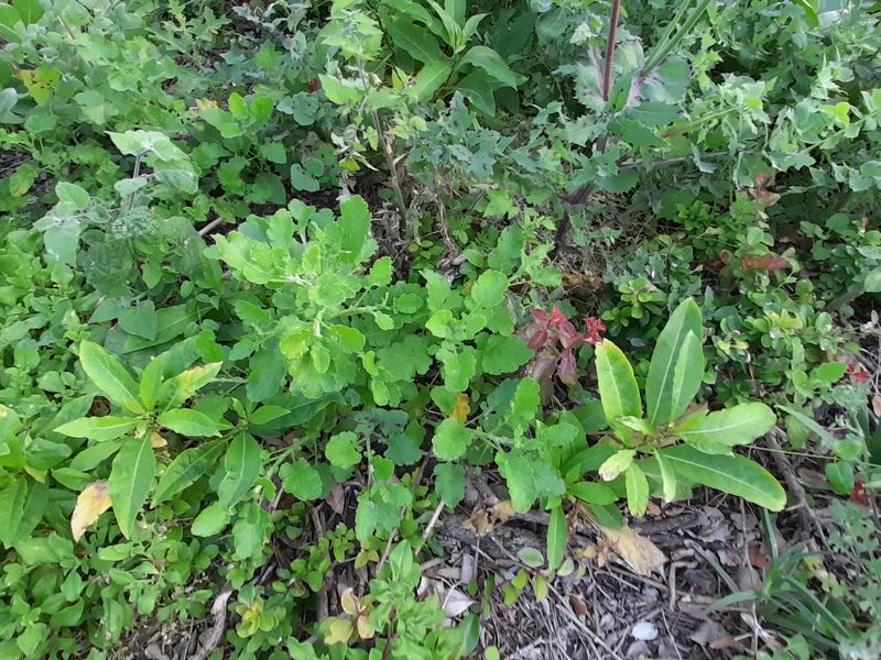 A close-up view of natural vegetation and ground cover on the residential land plot.