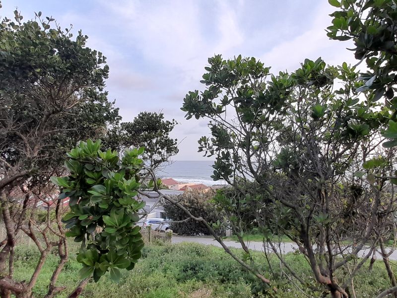 A view of the coastal landscape and surrounding neighborhood seen through mature trees on the vacant residential property.