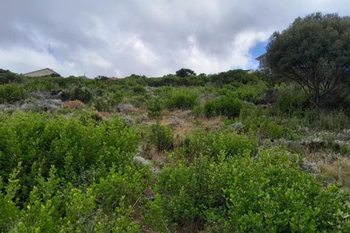 A view of a sloped, undeveloped residential plot covered in native vegetation and shrubs.