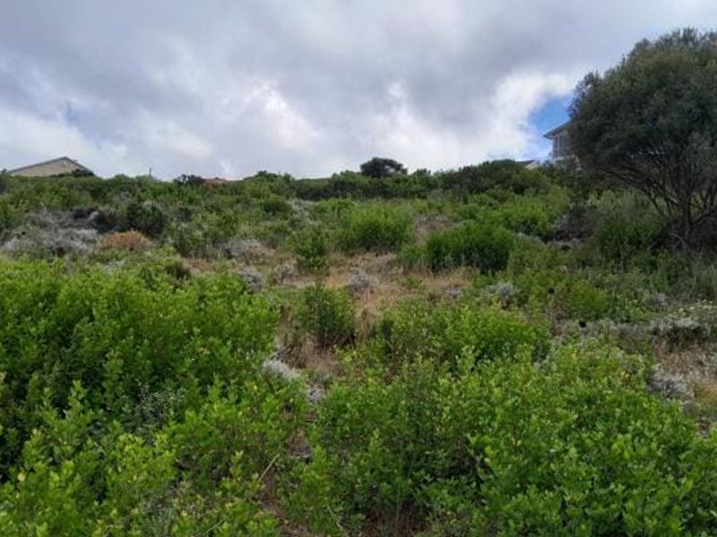 A view of a sloped, undeveloped residential plot covered in native vegetation and shrubs.