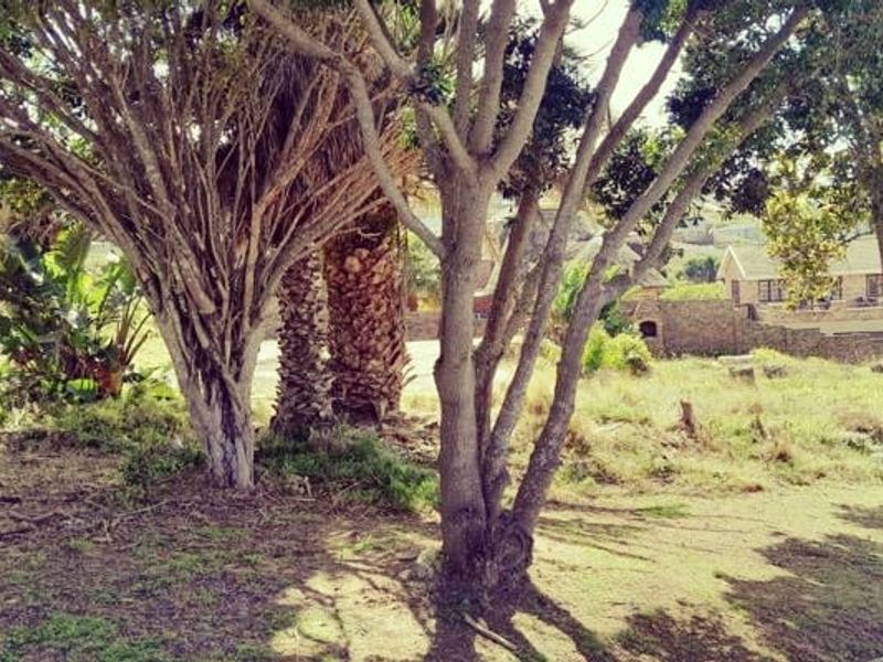 A view of a residential plot featuring mature trees and established vegetation, showcasing the natural landscape of the vacant land.