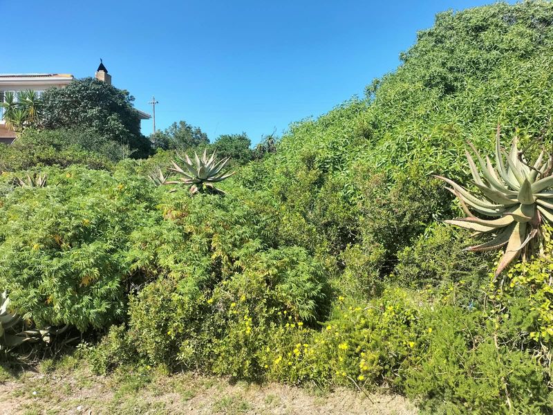 A view of the vacant residential land featuring established indigenous vegetation and aloe plants, providing a natural setting for potential development.