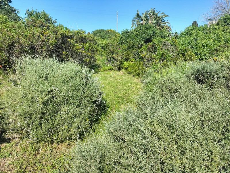 A view of the vacant residential land featuring established native vegetation and shrubs across the plot.