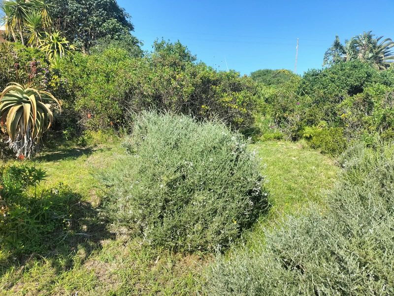 A view of the natural, undeveloped garden area featuring established indigenous shrubs and vegetation on the residential plot.