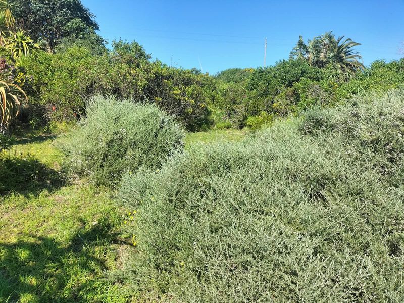 A view of the residential vacant land featuring established native vegetation and mature shrubs across the property grounds.