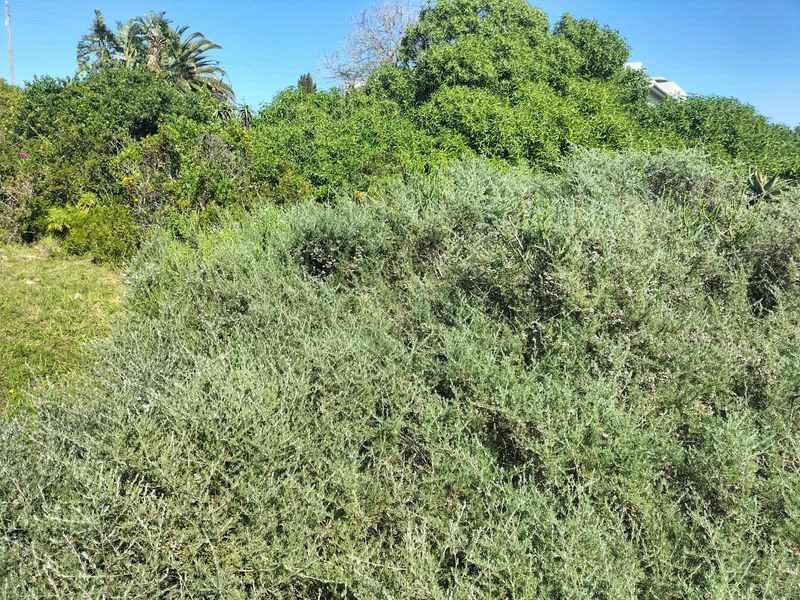 A view of the established garden area featuring dense native shrubbery and mature trees on the residential land.