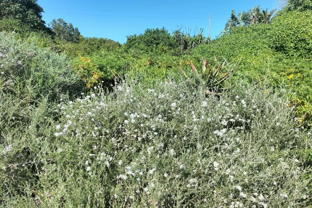 A view of the established garden area featuring dense native vegetation and mature shrubs on the residential land.