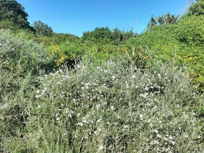 A view of the established garden area featuring dense native vegetation and mature shrubs on the residential land.