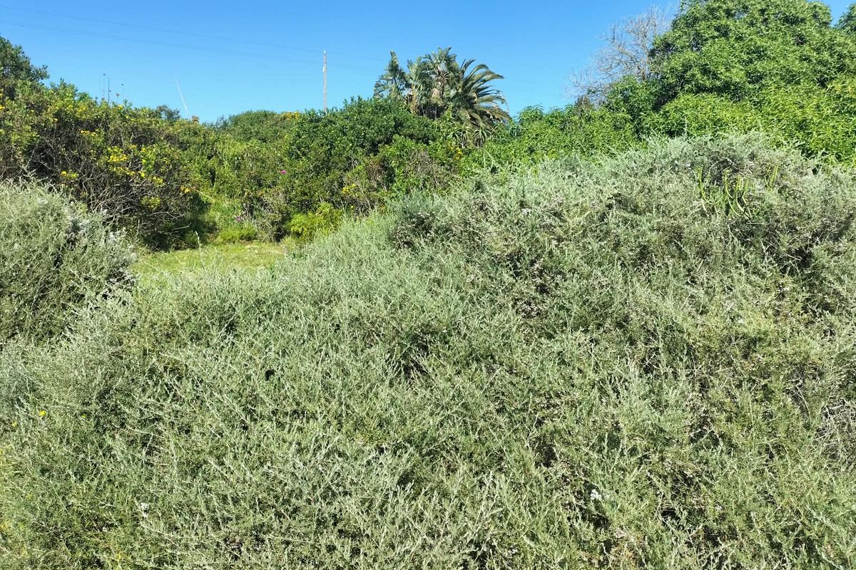 A view of the overgrown garden area featuring dense native vegetation and mature trees on the residential plot.