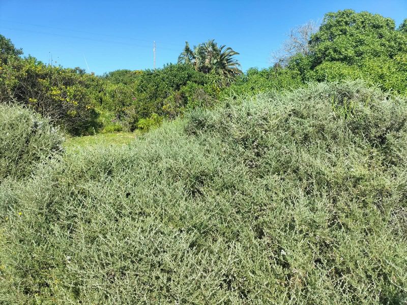 A view of the overgrown garden area featuring dense native vegetation and mature trees on the residential plot.