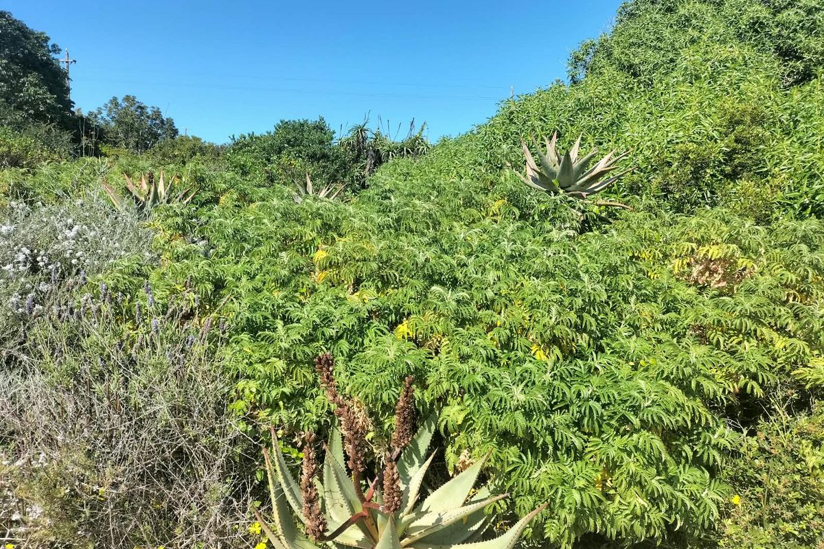 A view of the residential land featuring established indigenous vegetation and various aloe plants across the plot.