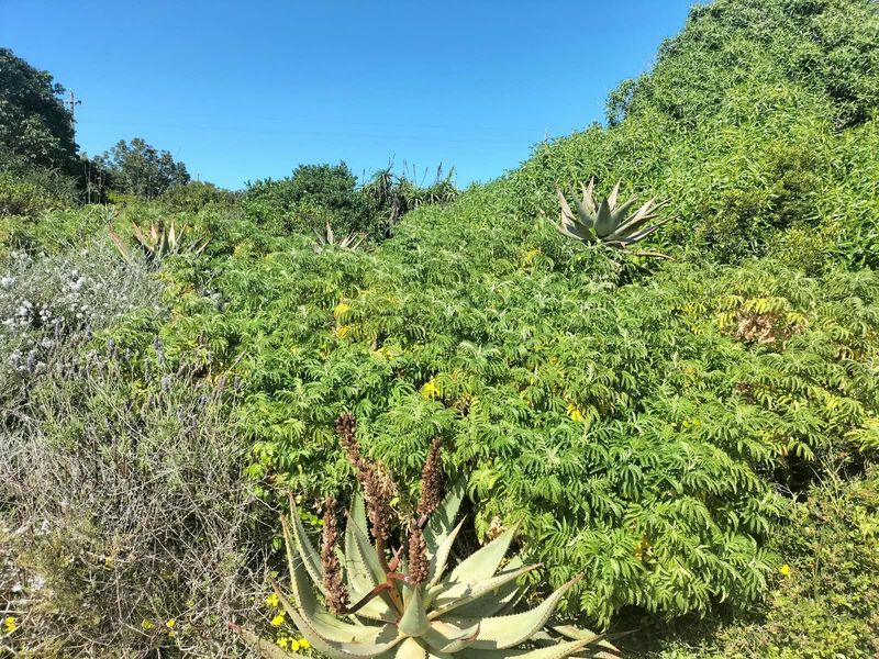 A view of the residential land featuring established indigenous vegetation and various aloe plants across the plot.