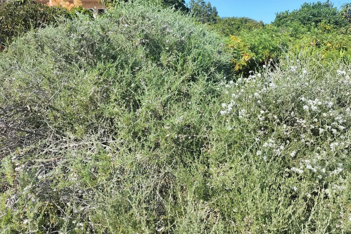 A view of established garden shrubbery and dense vegetation on the residential property.