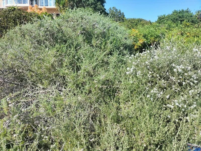 A view of established garden shrubbery and dense vegetation on the residential property.