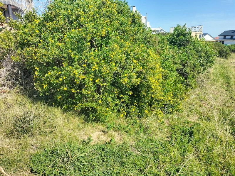 A view of the natural vegetation and shrubbery on the vacant residential land plot.