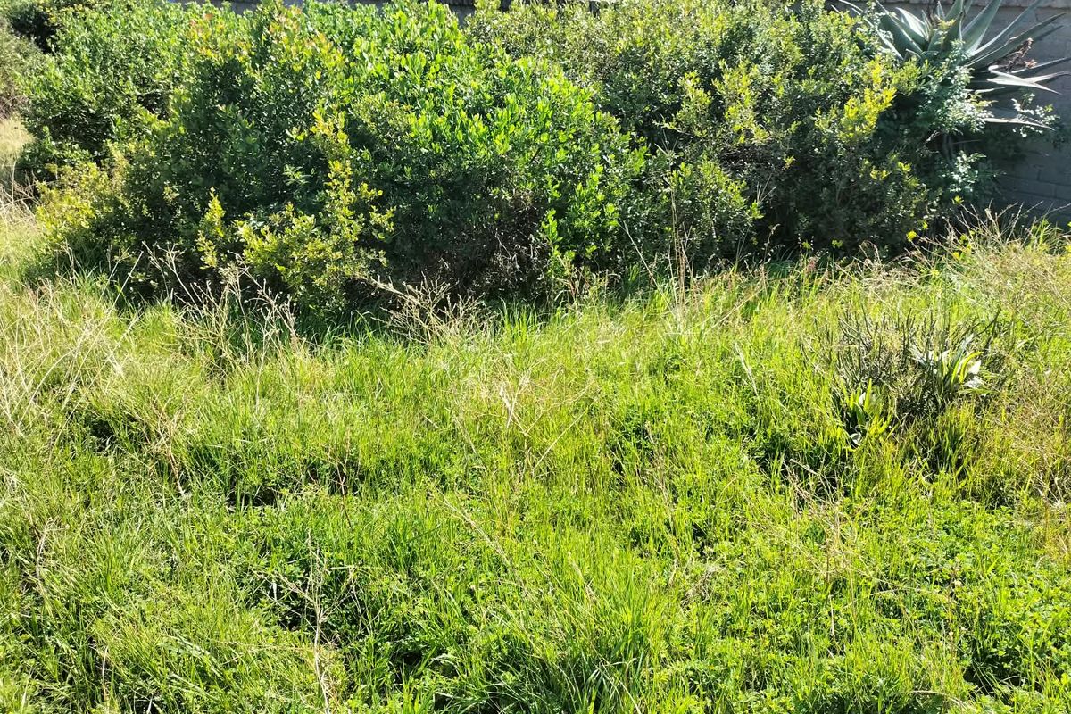 A view of the residential garden area featuring overgrown grass, established shrubs, and a boundary wall.
