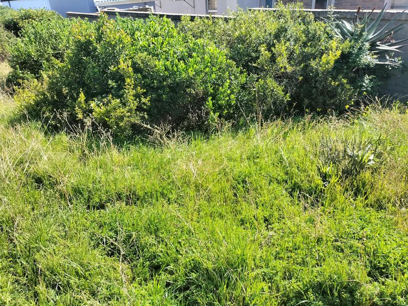 A view of the residential garden area featuring overgrown grass, established shrubs, and a boundary wall.