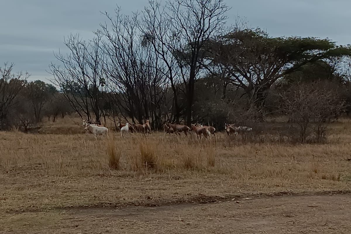 30+ Hectare Farm in Mooinooi - Photo 2