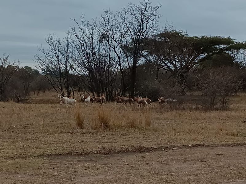 30+ Hectare Farm in Mooinooi - Photo 2