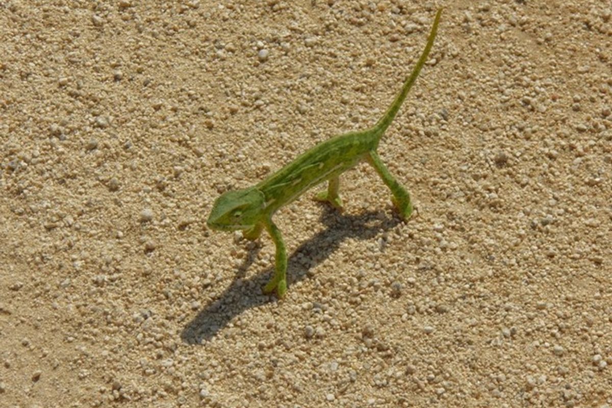 Discover your dream retreat: 1087m2 vacant land for sale in Greenstone Wildlife Estate, Barberton! - Photo 4