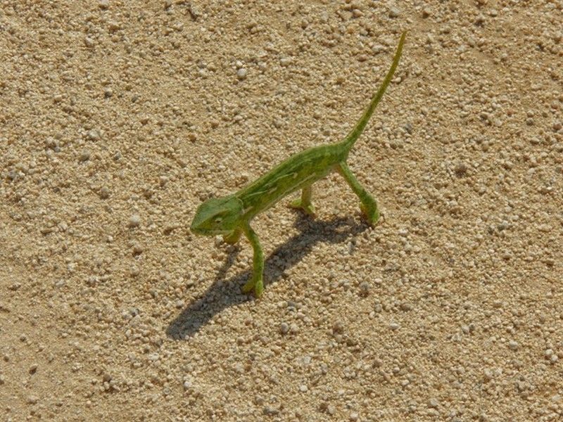 Discover your dream retreat: 1087m2 vacant land for sale in Greenstone Wildlife Estate, Barberton! - Photo 4