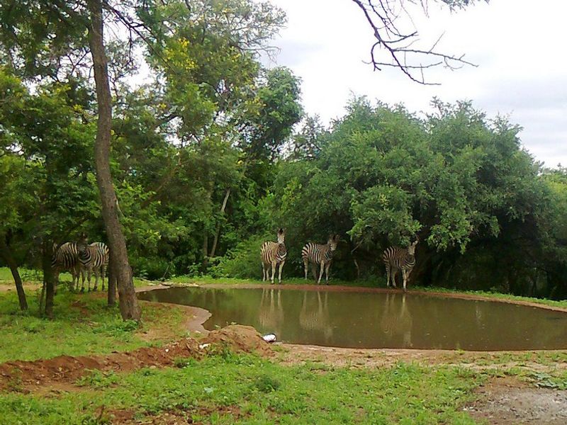 Discover your dream retreat: 1087m2 vacant land for sale in Greenstone Wildlife Estate, Barberton! - Photo 8