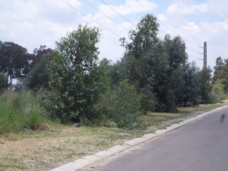 A street-level view of a vacant commercial plot featuring established trees, grass verge, and adjacent paved road with concrete curbing.