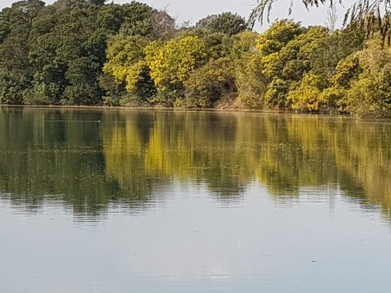 A scenic view of a tranquil lake bordered by lush, mature trees, highlighting the natural landscape of the property.