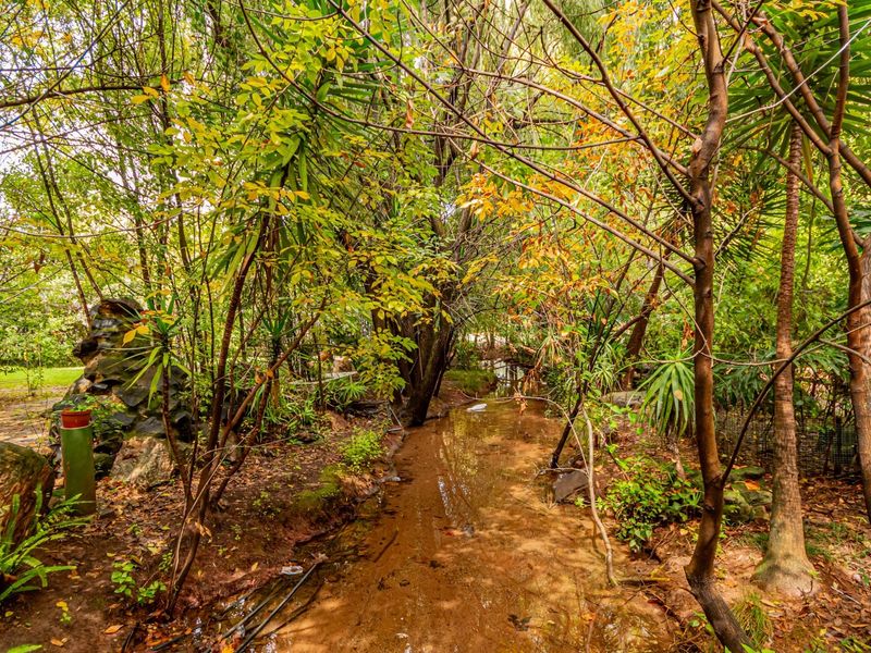 A natural garden setting featuring a small stream flowing through mature trees and established landscaping, offering a tranquil outdoor environment.