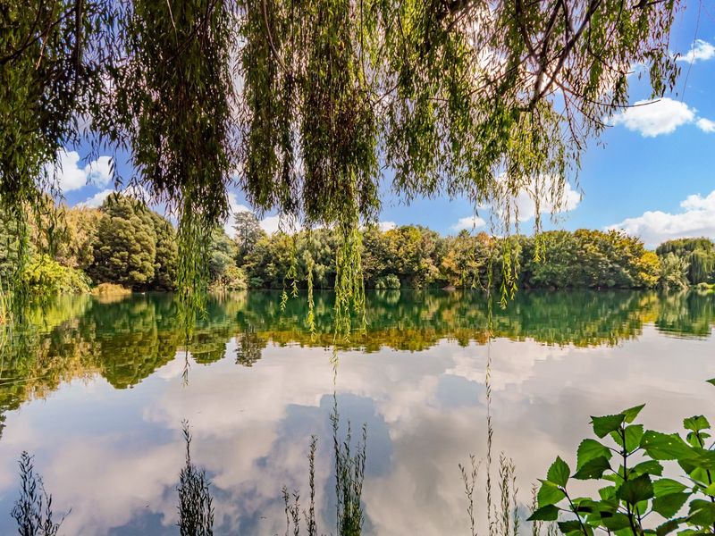 A scenic view of a tranquil lake surrounded by lush mature trees and natural vegetation, offering a peaceful outdoor setting.