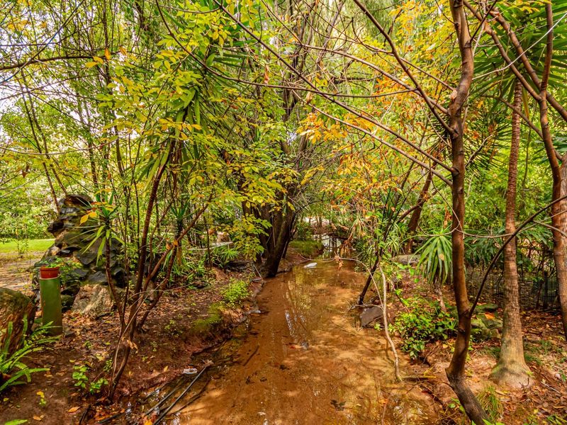 A natural garden setting featuring mature trees, dense foliage, and a small stream running through the landscape.